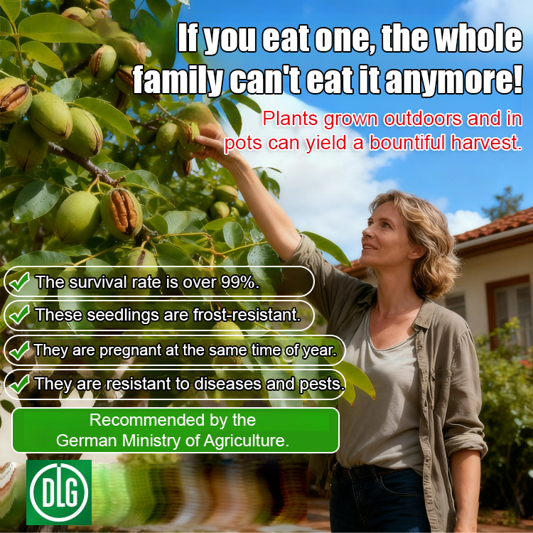 Pecan seedlings imported from the USA