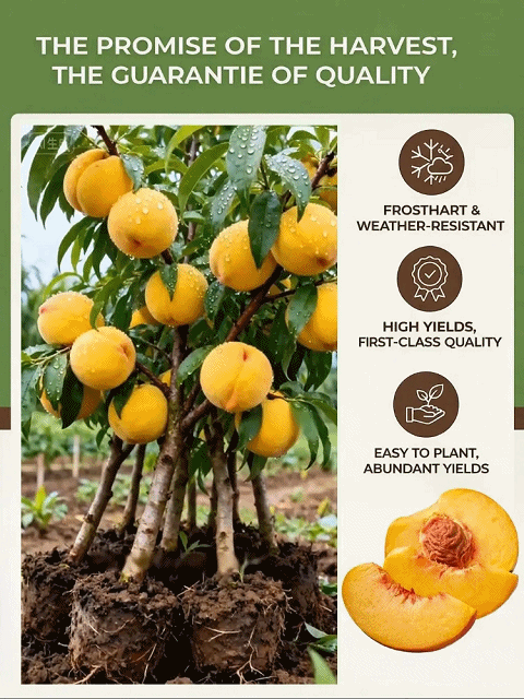 [Bearing Fruit in 3 Months] Extra Large Golden Peach Saplings
