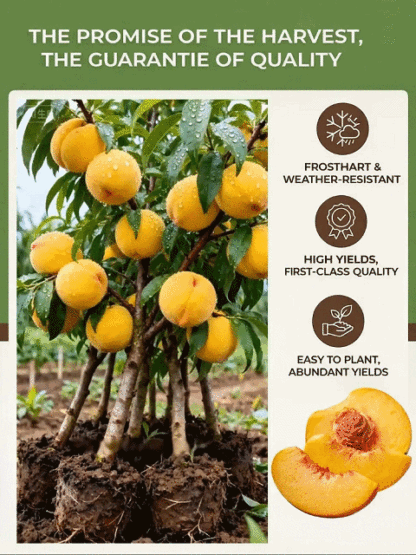 [Bearing Fruit in 3 Months] Extra Large Golden Peach Saplings
