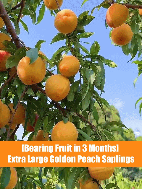 [Bearing Fruit in 3 Months] Extra Large Golden Peach Saplings