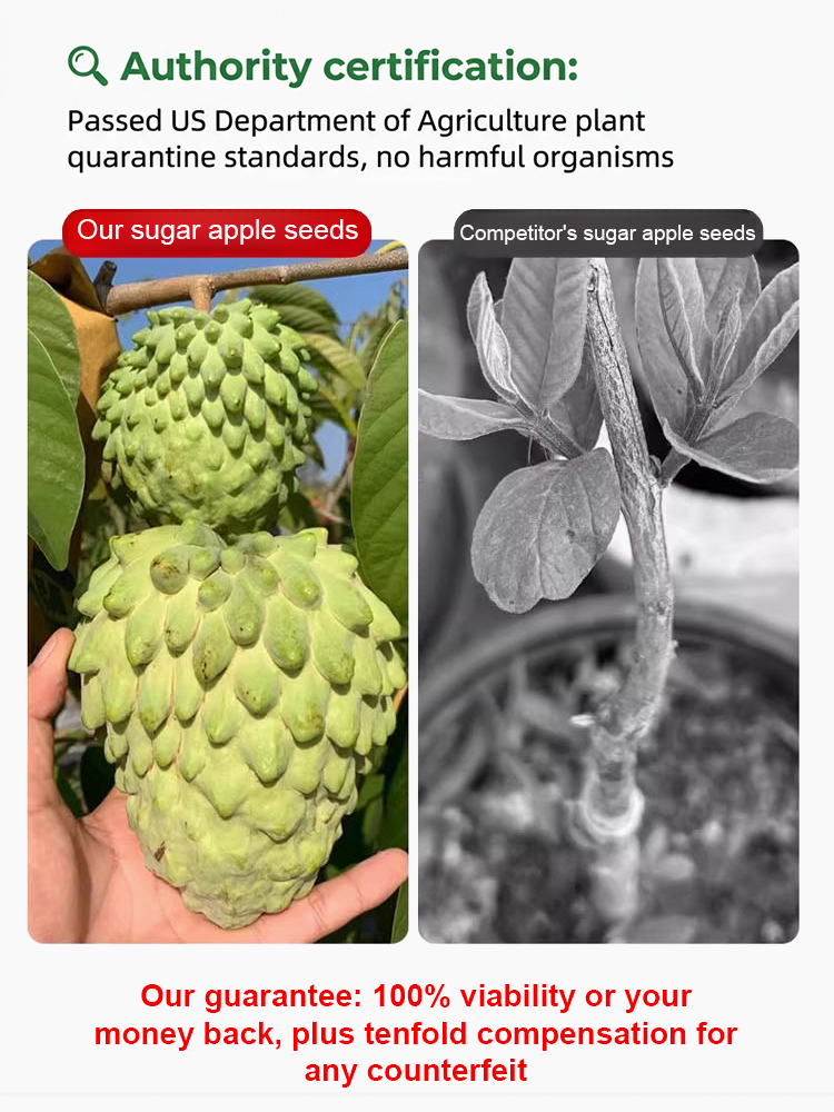 Seeds of soursop, Annona squamosa.
