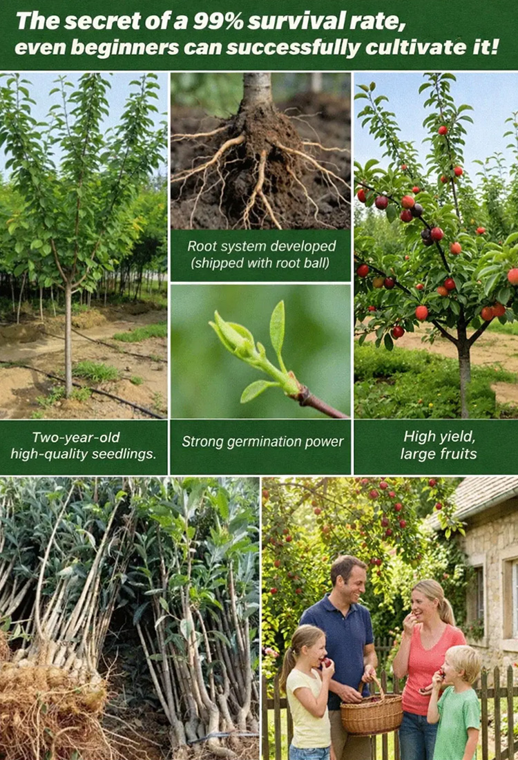 [Rare Variety 10J] Pre-grown Cherry Plum Sapling