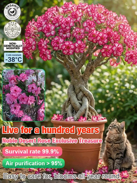 Double-flowered Desert Rose