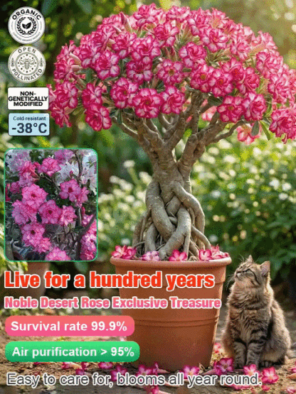 Double-flowered Desert Rose