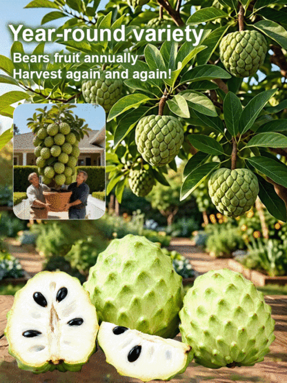 Seeds of soursop, Annona squamosa.