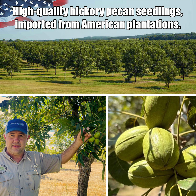 Pecan seedlings imported from the USA