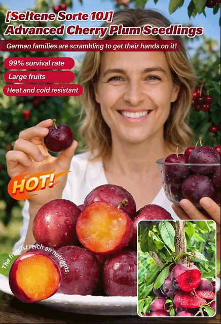 [Rare Variety 10J] Pre-grown Cherry Plum Sapling