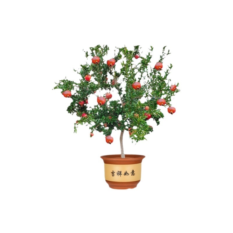 Non-GMO soft-seed pomegranate sapling