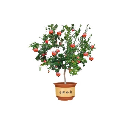 Non-GMO soft-seed pomegranate sapling