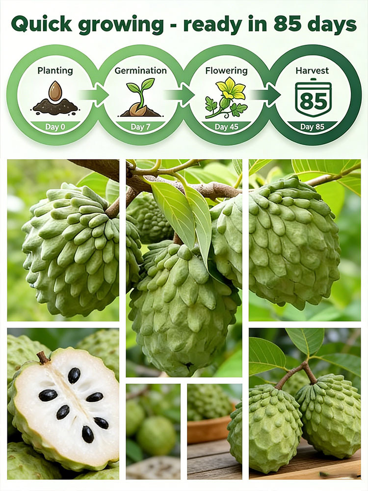 Seeds of soursop, Annona squamosa.