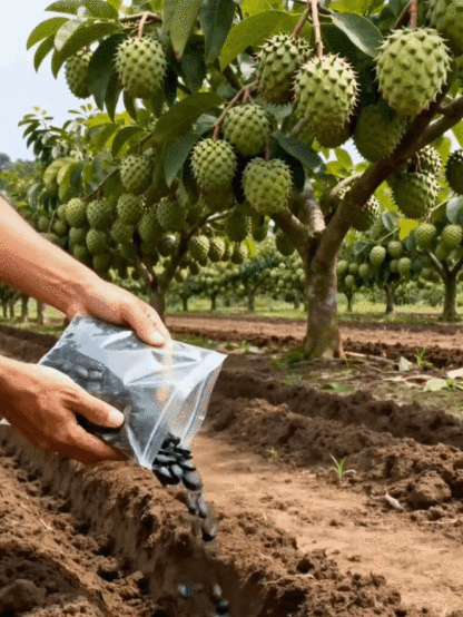 Seeds of soursop, Annona squamosa.