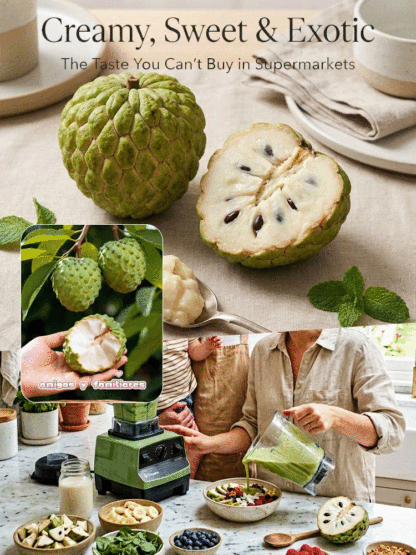 Seeds of soursop, Annona squamosa.