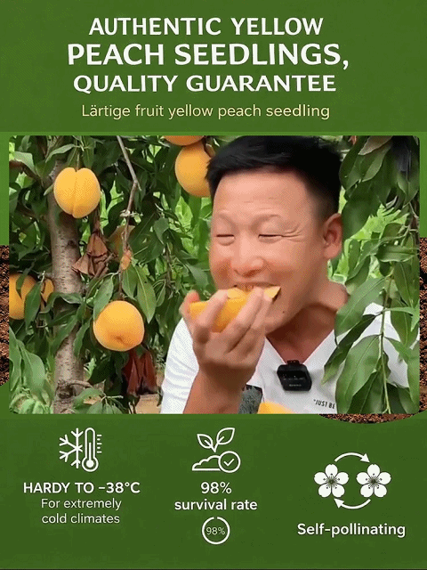 [Bearing Fruit in 3 Months] Extra Large Golden Peach Saplings