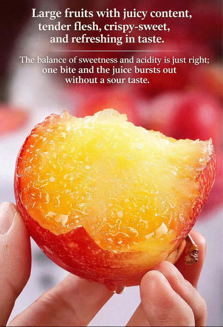 [Rare Variety 10J] Pre-grown Cherry Plum Sapling