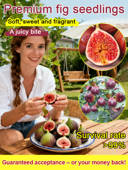 [Enjoy fresh fruit daily] Fig seedlings imported from Greece