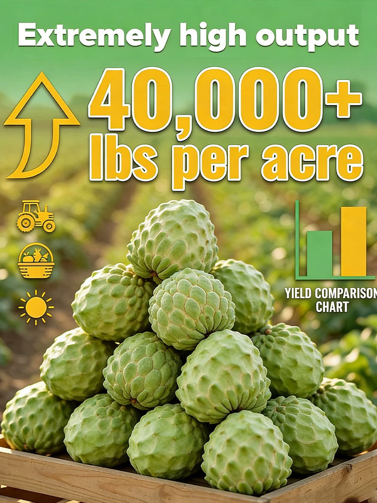 Seeds of soursop, Annona squamosa.