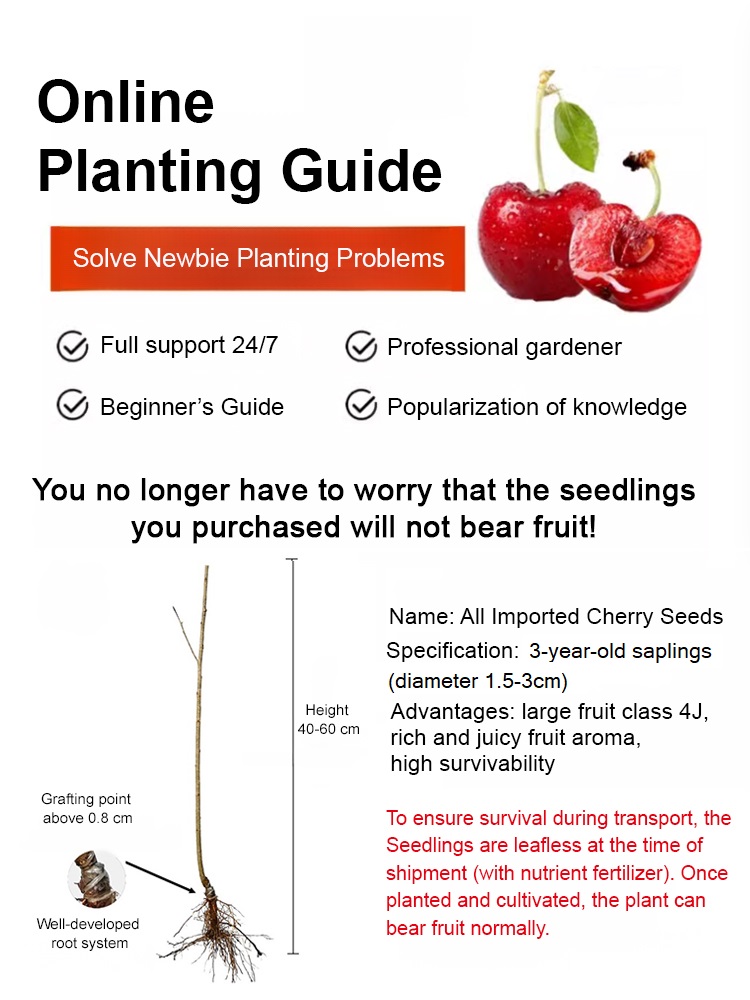 [Fast-growing, strong, and resilient] Cherry saplings that bear fruit in the same year