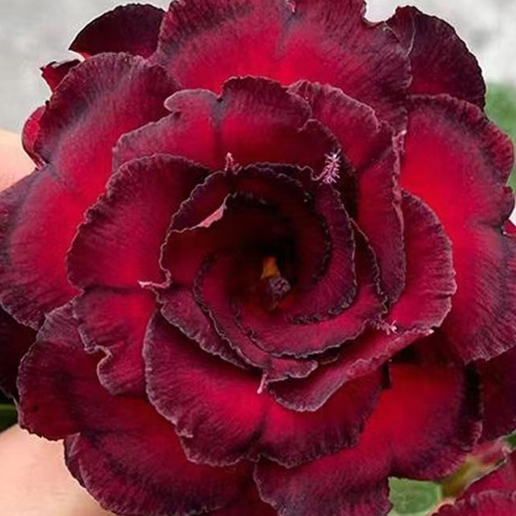 Double-flowered Desert Rose