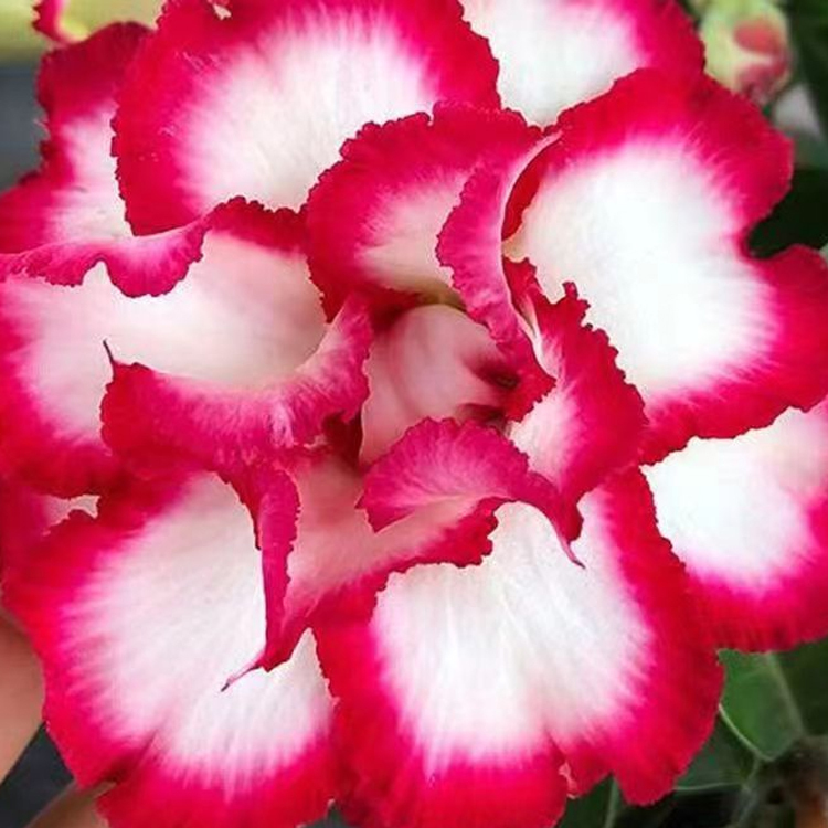 Double-flowered Desert Rose