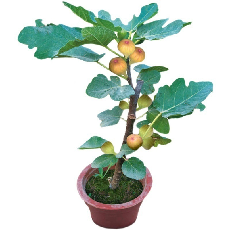 [Enjoy fresh fruit daily] Fig seedlings imported from Greece