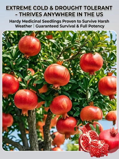 Non-GMO soft-seed pomegranate sapling