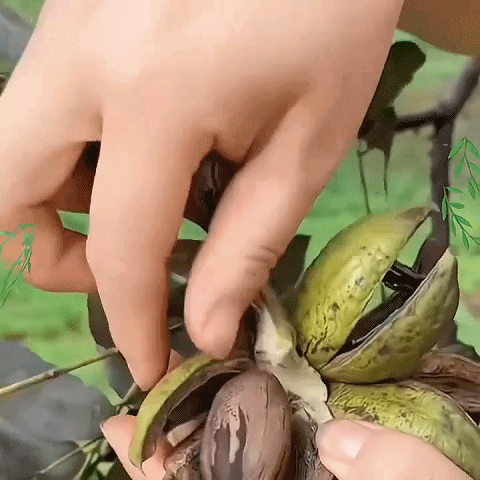 Pecan seedlings imported from the USA