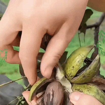 Pecan seedlings imported from the USA