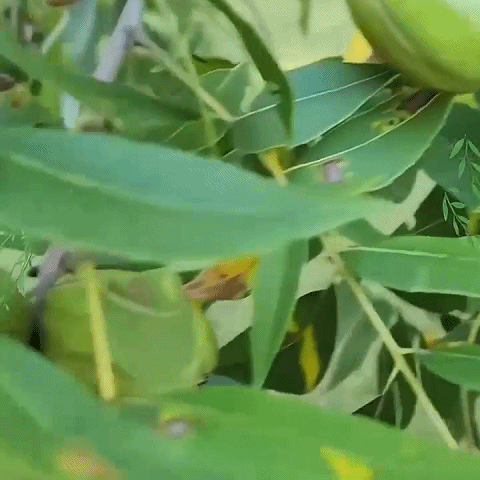 Pecan seedlings imported from the USA