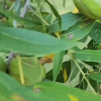 Pecan seedlings imported from the USA