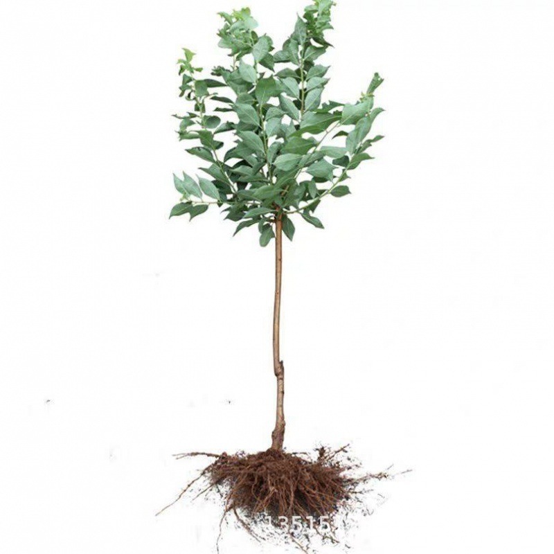 [Rare Variety 10J] Pre-grown Cherry Plum Sapling