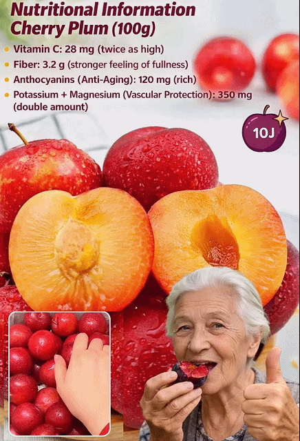 [Rare Variety 10J] Pre-grown Cherry Plum Sapling