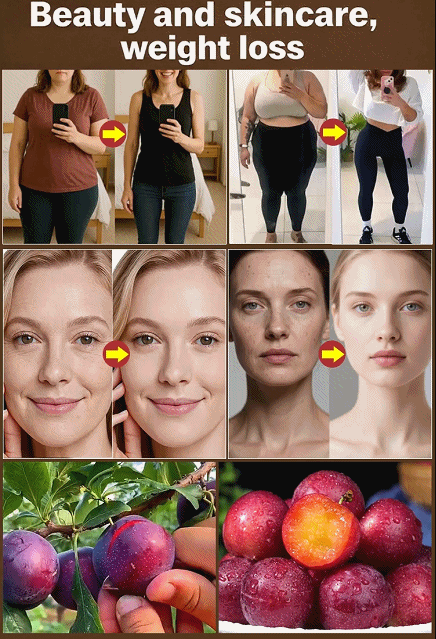 [Rare Variety 10J] Pre-grown Cherry Plum Sapling