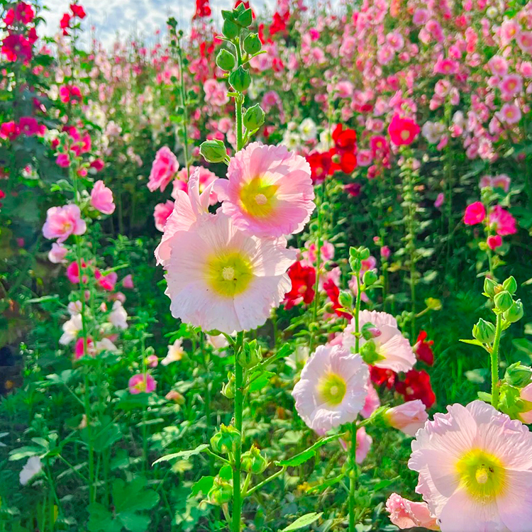 🌸 Premium Doppeltblühende Stockrosen-Samen Mit leuchtenden, auffälligen Blüten – die ideale Wahl für einen traumhaften Garten 🏡 Keimrate bis zu 99 % – volle Rückerstattung, wenn nicht alle Samen keimen! 🌷✨
