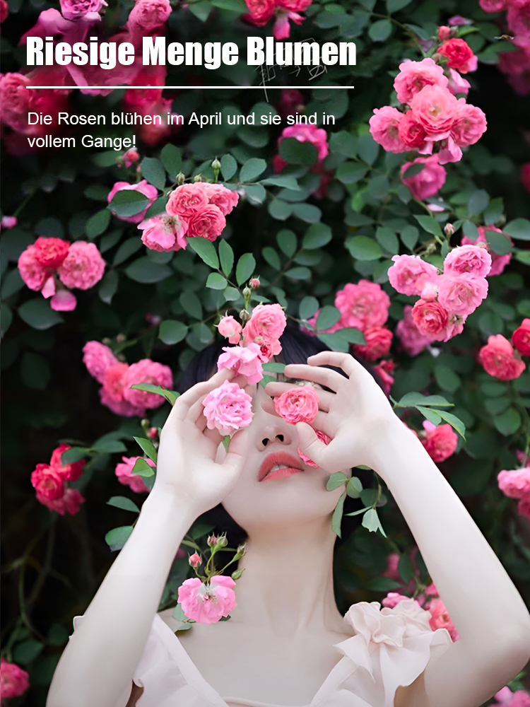 Der "Garten-Rubin" (Premium Kletter-Samen)| Blüht in 8 Wochen zur vollen Blumenwand 🌺 | Winterhart & Immergrün ❄️ | Duftet intensiver als Rosen | 100% Anwachsgarantie ✅