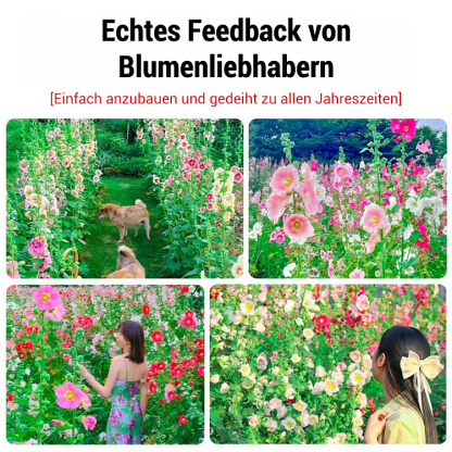 🌸 Premium Doppeltblühende Stockrosen-Samen Mit leuchtenden, auffälligen Blüten – die ideale Wahl für einen traumhaften Garten 🏡 Keimrate bis zu 99 % – volle Rückerstattung, wenn nicht alle Samen keimen! 🌷✨