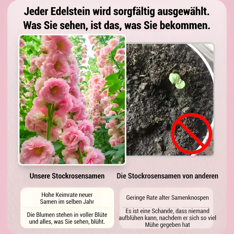 🌸 Premium Doppeltblühende Stockrosen-Samen Mit leuchtenden, auffälligen Blüten – die ideale Wahl für einen traumhaften Garten 🏡 Keimrate bis zu 99 % – volle Rückerstattung, wenn nicht alle Samen keimen! 🌷✨