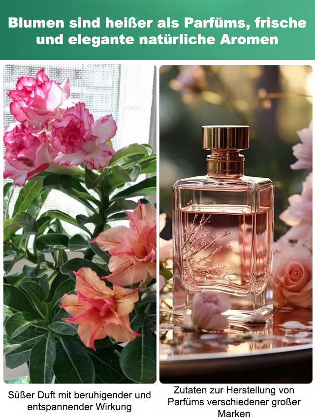 🌵 1. Wüstenrose – Blüht mit nur einem Schluck Wasser!