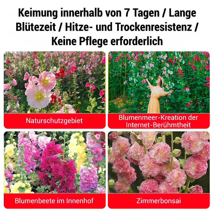🌸 Premium Doppeltblühende Stockrosen-Samen Mit leuchtenden, auffälligen Blüten – die ideale Wahl für einen traumhaften Garten 🏡 Keimrate bis zu 99 % – volle Rückerstattung, wenn nicht alle Samen keimen! 🌷✨