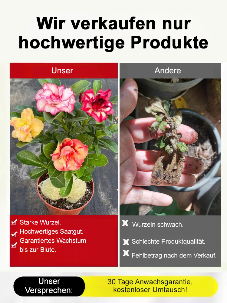 🌵 1. Wüstenrose – Blüht mit nur einem Schluck Wasser!
