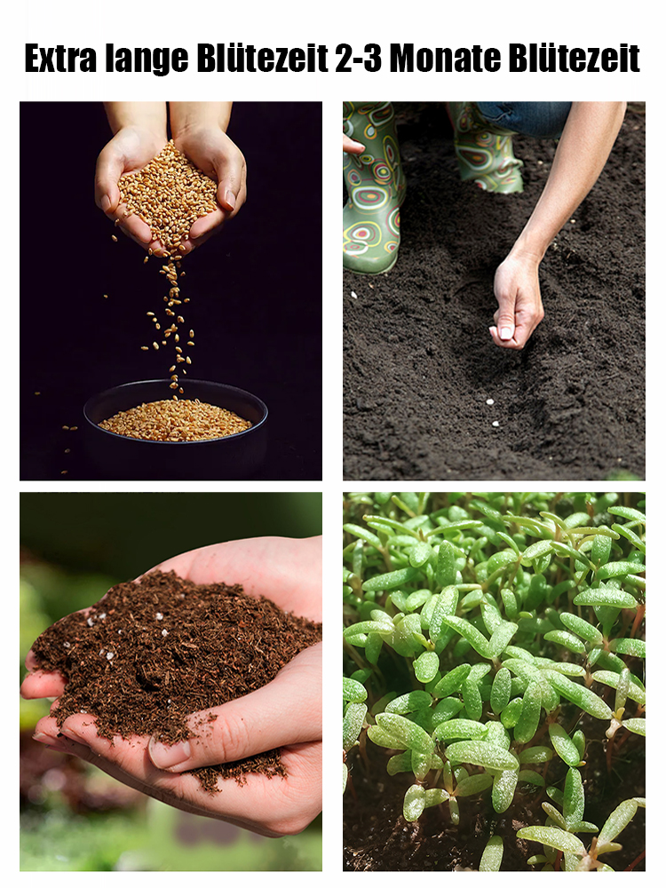 Der "Garten-Rubin" (Premium Kletter-Samen)| Blüht in 8 Wochen zur vollen Blumenwand 🌺 | Winterhart & Immergrün ❄️ | Duftet intensiver als Rosen | 100% Anwachsgarantie ✅