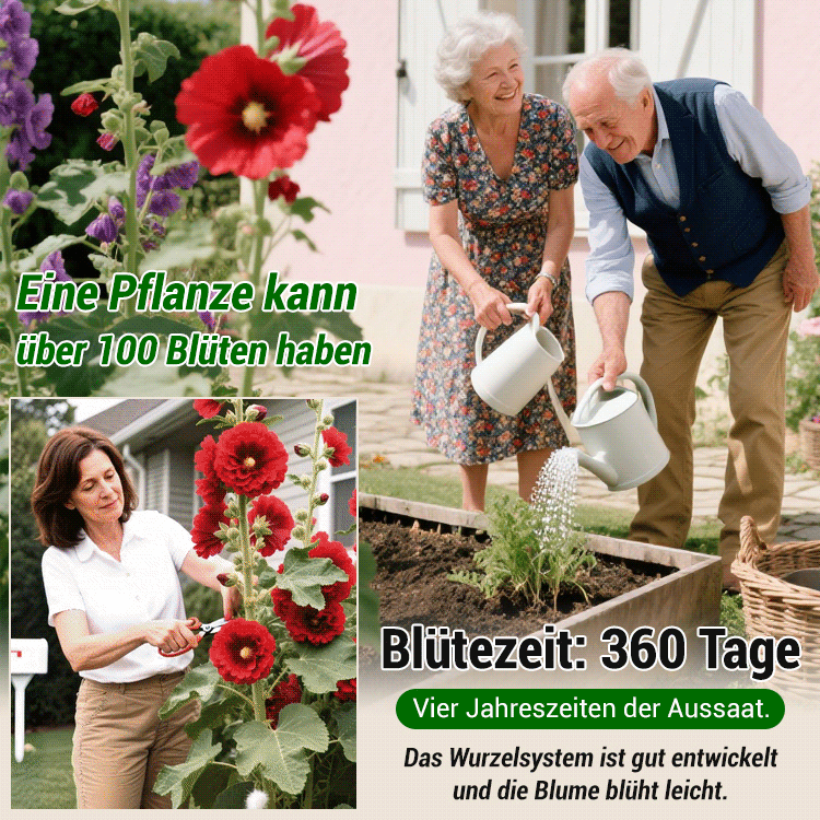 🌸 Premium Doppeltblühende Stockrosen-Samen Mit leuchtenden, auffälligen Blüten – die ideale Wahl für einen traumhaften Garten 🏡 Keimrate bis zu 99 % – volle Rückerstattung, wenn nicht alle Samen keimen! 🌷✨