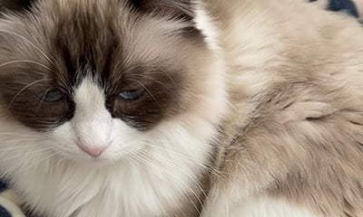 Pet grooming result image