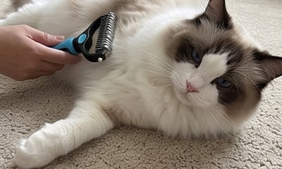 Pet grooming result image