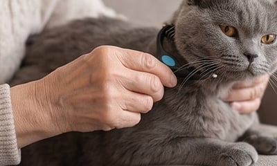 Pet grooming result image