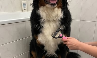 Pet grooming result image