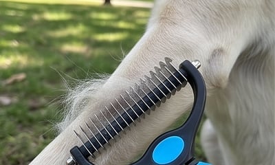Pet grooming result image