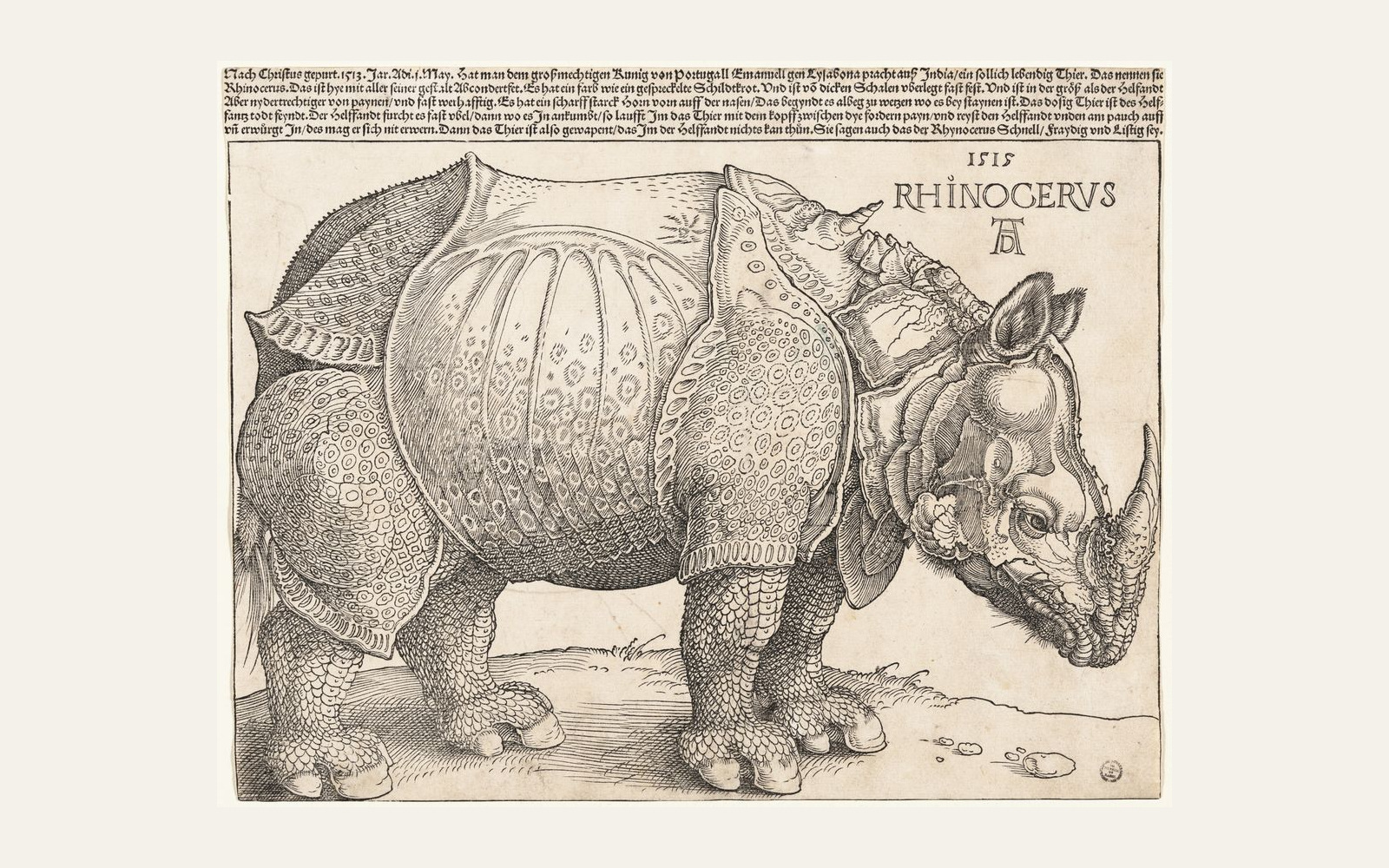 Full Dürer rhinoceros woodcut fitted within a pale neutral graphic surround.