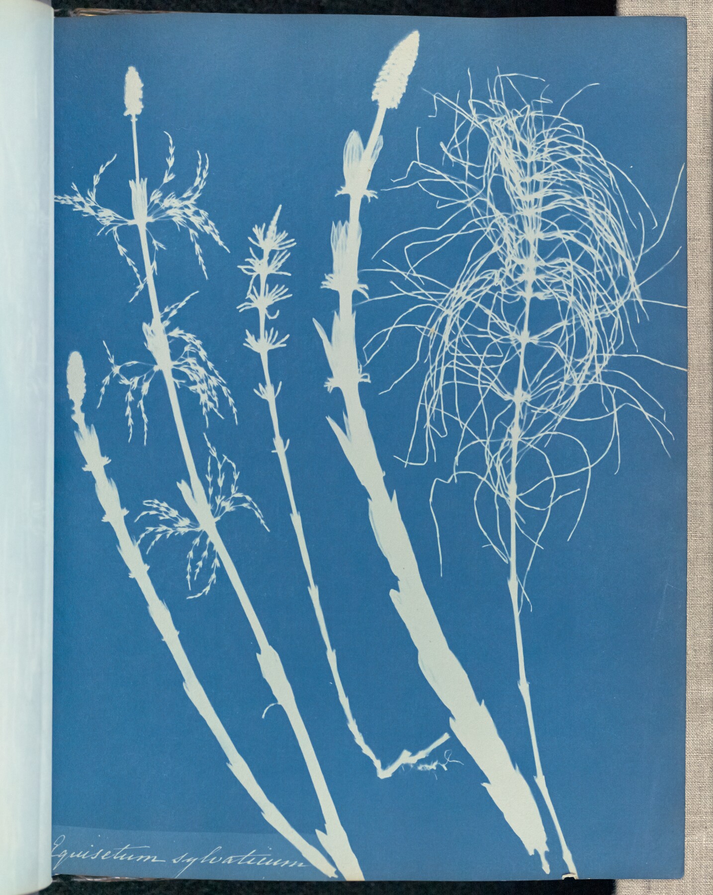 Pale horsetail stems, cone-shaped heads and fine branching strands extend across a blue cyanotype page, with a handwritten plant name below.