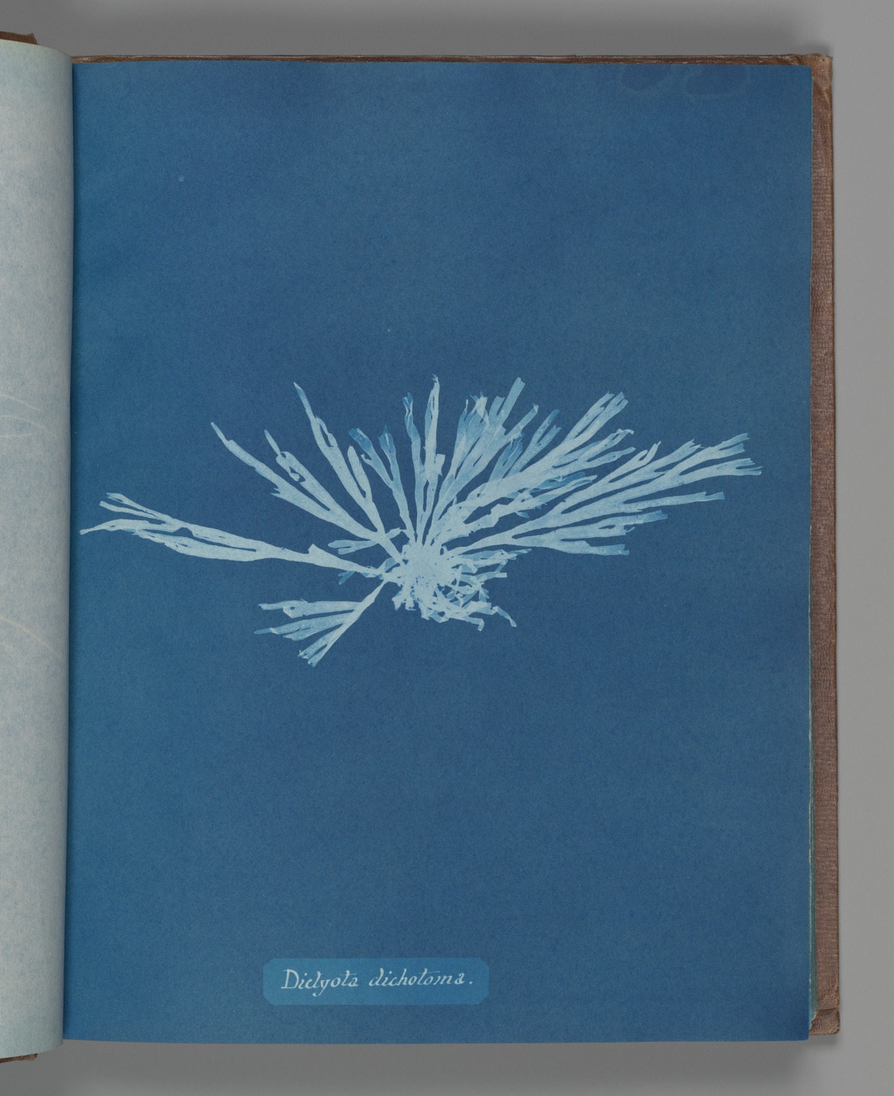 Pale branching algae form on a blue cyanotype page, with a handwritten label below.