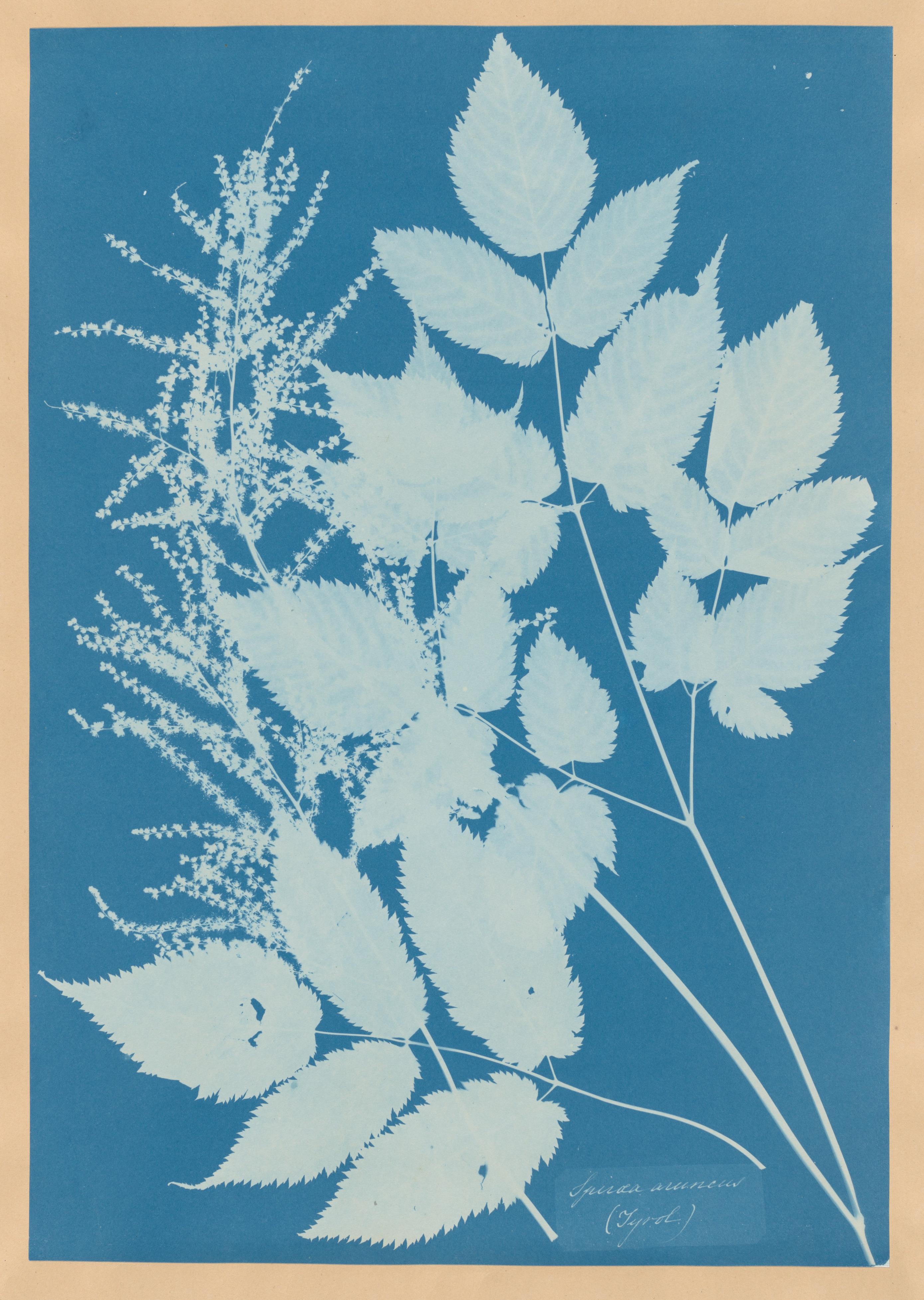 Pale serrated leaves, branching stems and fine flower sprays against the blue ground of Anna Atkins’s botanical cyanotype.